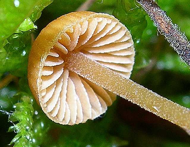 Galerina rubiginosa (Pers.) Khner